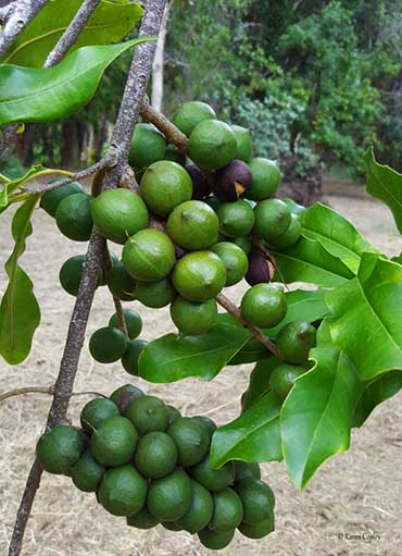 Karmamacs Macadamia Nut Products